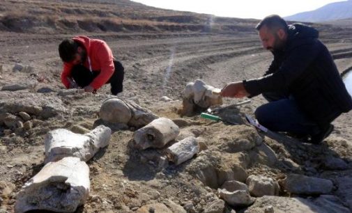 Balık tutmaya geldi: 7.5 milyon yıllık fil fosilini buldu