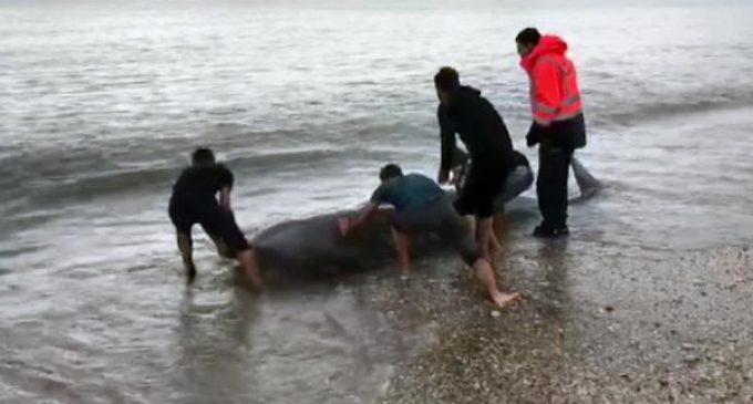 Yaralı balina kıyıya vurdu, tedavisi yapılarak denize bırakıldı