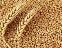 Türkiye 2019’un ilk dokuz ayında 6.5 milyon ton buğday ithal etti!