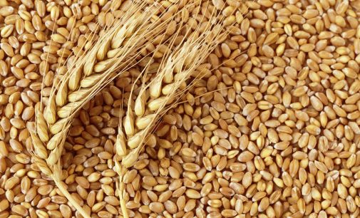Türkiye 2019’un ilk dokuz ayında 6.5 milyon ton buğday ithal etti!