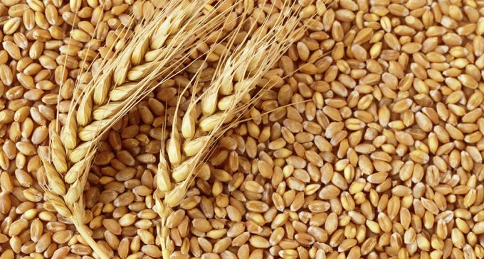 Buğday fiyatları 13 yılın zirvesinde: Rusya-Ukrayna krizinin yarattığı endişe fiyatları yükseltti