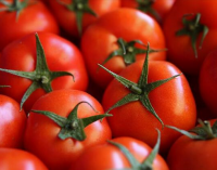 Rusya, 20 ton domatesi ‘canlı kurtçuklar’ nedeniyle Türkiye’ye iade etti
