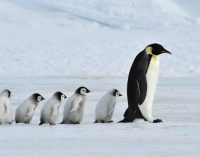 Küresel ısınma, imparator penguenleri yok edecek