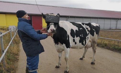 ‘Süt kalitesini artırmak’ için ineklere sanal gerçeklik gözlüğü
