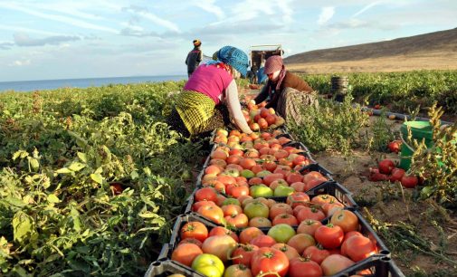 Tarım ÜFE zirveden döndü: Yıllık yüzde 142.42 arttı