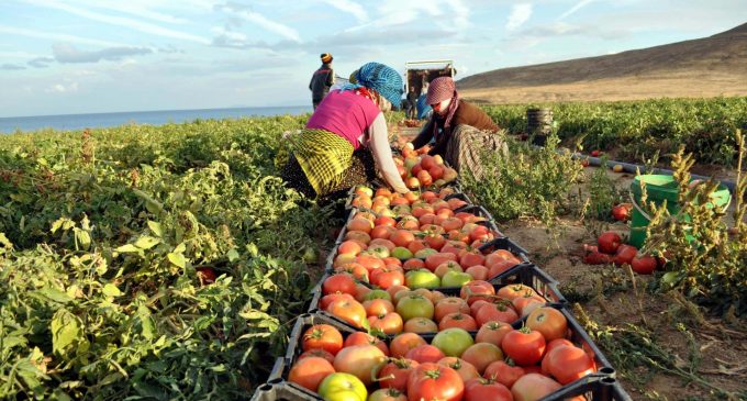 Tarım ÜFE zirveden döndü: Yıllık yüzde 142.42 arttı