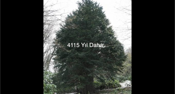 4 bin 115 yaşındaki ağaç için klip çekildi