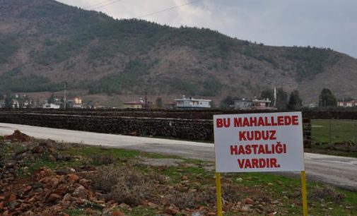 Gaziantep’te kuduz karantinası: Giriş çıkışlar yasaklandı