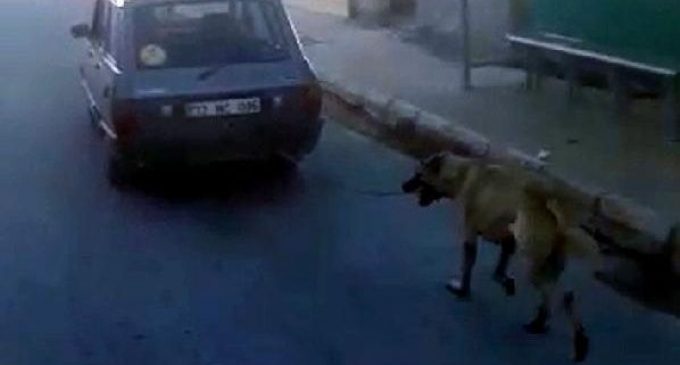 Mersin’de hayvana eziyet: Otomobile bağlayıp, koşturdu