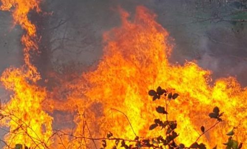Artvin’de yangın: 40 dönüm alan zarar gördü