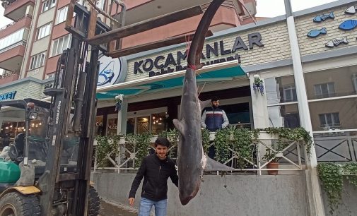 Bursa’da balıkçıların ağına köpek balığı takıldı