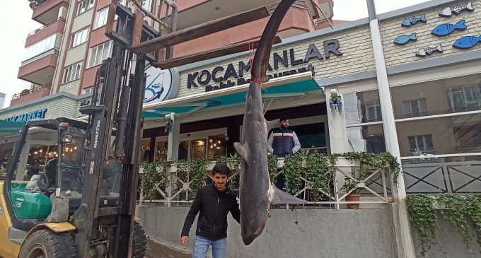 Bursa’da balıkçıların ağına köpek balığı takıldı