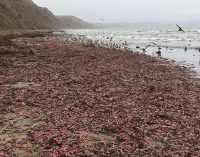 On binlerce ‘penis balığı’ kıyıya vurdu