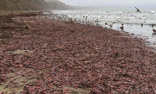 On binlerce ‘penis balığı’ kıyıya vurdu