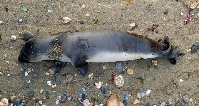 Nesli tükenmekte olan Akdeniz foku, sahile vurdu
