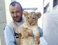 Kayseri’de bakıcı, yemek verdiği aslanın saldırısına uğrayarak yaralandı