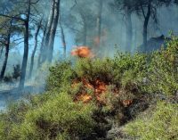 Muğla’da orman yangınında beş dönüm kızılçam alanı yandı