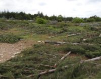 Mahkeme, ODTÜ’deki ağaç katliamı için Rektör Kök hakkında işlem yapılmasını istedi