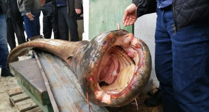2.5 metre 98 kiloluk yayın balığıyla fotoğraf sırası!
