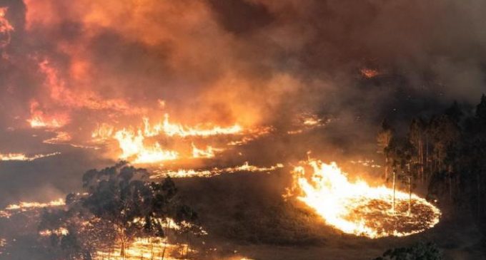 Modern tarihin en büyük felaketlerinden: Avustralya’daki yangınlarda 3 milyar hayvan etkilendi