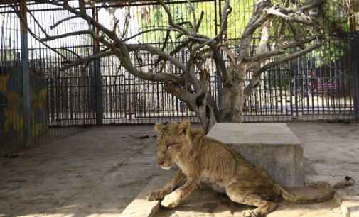 Sudan’da aslanlar ekonomik kriz nedeniyle ölüme terk edildi