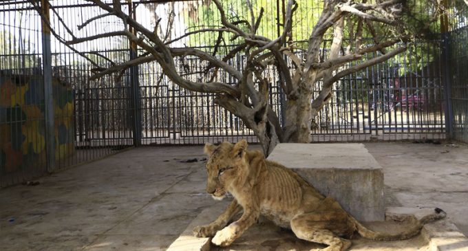 Sudan’da aslanlar ekonomik kriz nedeniyle ölüme terk edildi