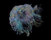 Beyin bağlantılarını inceleyen en büyük ve ayrıntılı harita yayımlandı