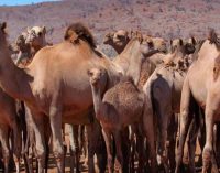 Avustralya’da su bulmak için yerleşim yerlerine giren binlerce deve kurşuna dizilecek!