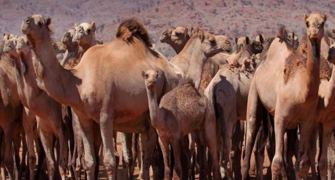 Avustralya’da su bulmak için yerleşim yerlerine giren binlerce deve kurşuna dizilecek!