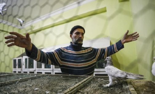 Ankara’da güvercin mezatı: ’50 bin liraya kadar alıcı bulunabiliyor’