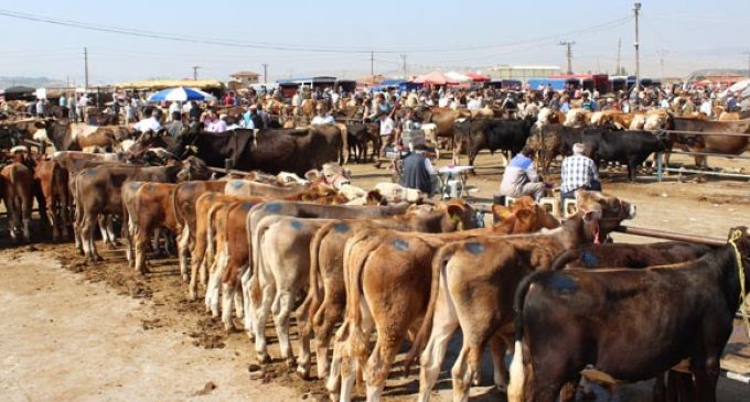 Şap hastalığı nedeniyle hayvan pazarı kapatıldı
