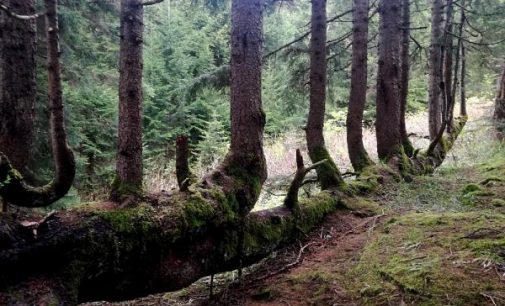 300 yıllık ladin gövdesinden 17 ağaç yetişti, koruma altına alındı
