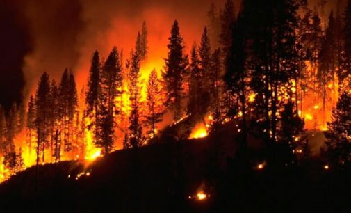Korkunç bilanço: 19 ayda 4 bin 132 orman yangını çıktı!