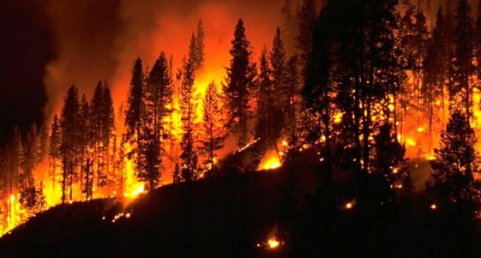 Korkunç bilanço: 19 ayda 4 bin 132 orman yangını çıktı!