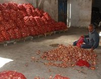 Terörist ilan edilen çiftçilerin isyanı: 250 bin ton soğan depoda çürüyor