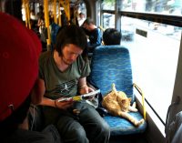 Evcil hayvanlara izin: Yolcular yanında taşıyabilecek