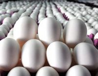 Yumurtanın toptan satışlarında KDV, yüzde sekizden bire indirildi
