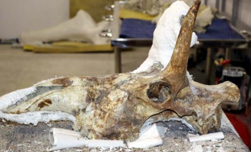 7.5 milyon yıllık zürafa kafatası sergiye hazırlanıyor