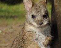 Avustralya yangınları sonrası 113 hayvan türü için ‘acil yardım’ çağrısı