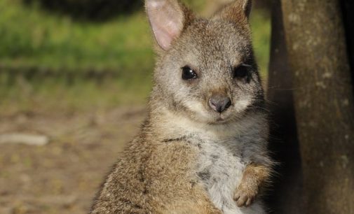 Avustralya yangınları sonrası 113 hayvan türü için ‘acil yardım’ çağrısı