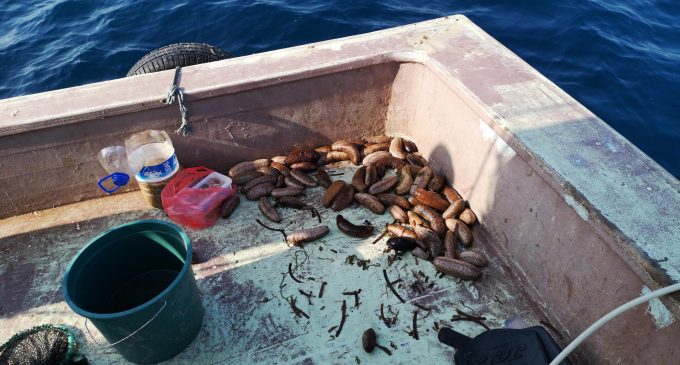 Dikili’de avlanan deniz patlıcanları Uzak Doğu’ya ihraç ediliyor
