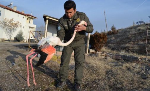 Flamingoyu tüfekle kanadından vurdular, tedaviye alındı