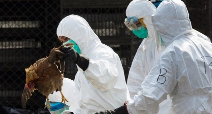 Kuş gribi nedeniyle 5.8 milyon tavuk itlaf edildi