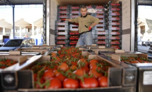 Rusya sınırında kalan beş bin ton domates çöpe gidecek
