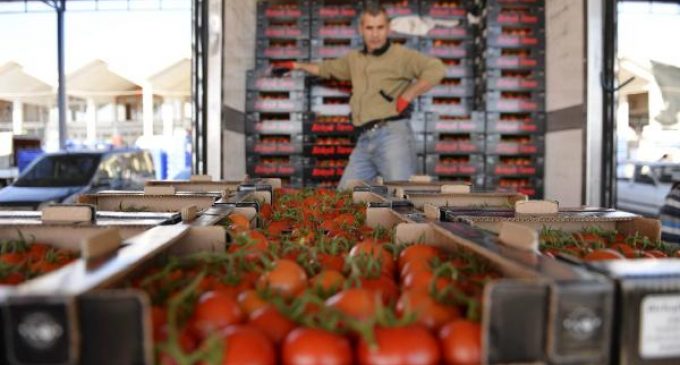 Rusya sınırında kalan beş bin ton domates çöpe gidecek