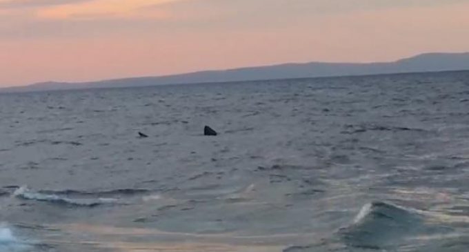 Saros Körfezi’nde köpekbalığı görüldü