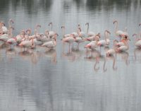 İvriz Baraj Gölü’nde 12 flamingo soğuktan yaşamını yitirdi