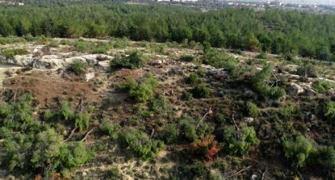 Bin 511 kızılçam ağacın kesilmesiyle ilgili dört şüpheli daha gözaltına alındı