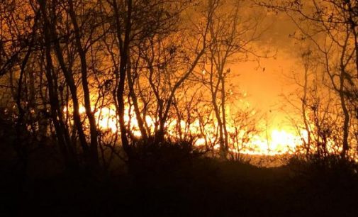 Manisa’da orman yangını: Bir hektarlık alan zarar gördü