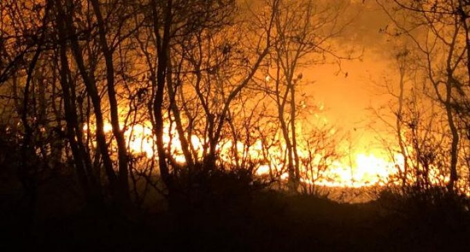 Manisa’da orman yangını: Bir hektarlık alan zarar gördü